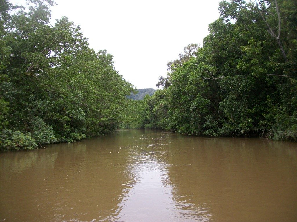 Photograph of the Daintree River, Far North Queensland, Australia. No Eden site or partnership is confirmed here.