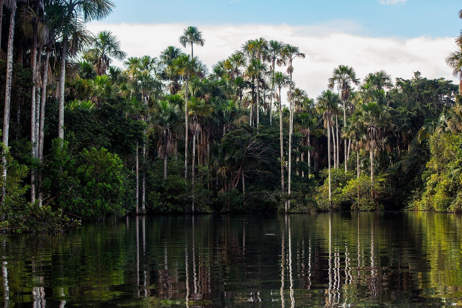 Photograph of the wider landscape: Lago Sandoval, Tambopata, Madre de Dios, Peru. Not the specific area under study. No Eden site or partnership is confirmed here.
